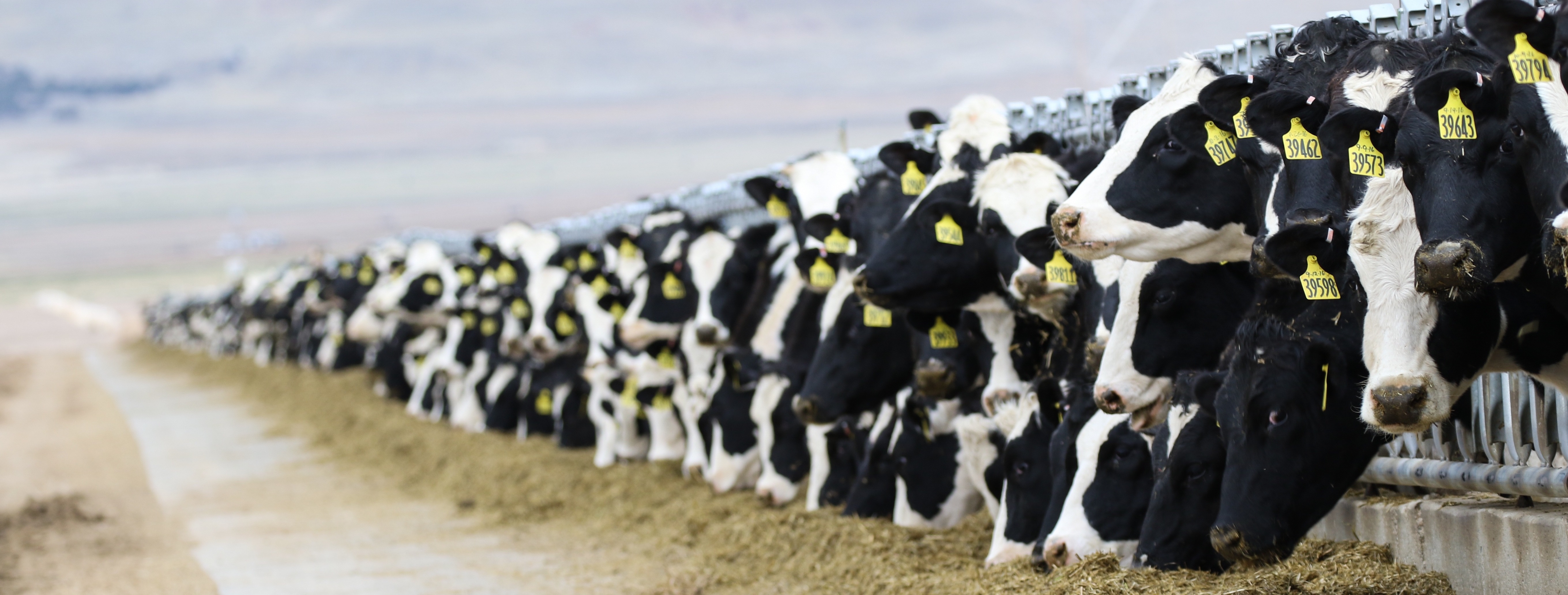 cows-3576078