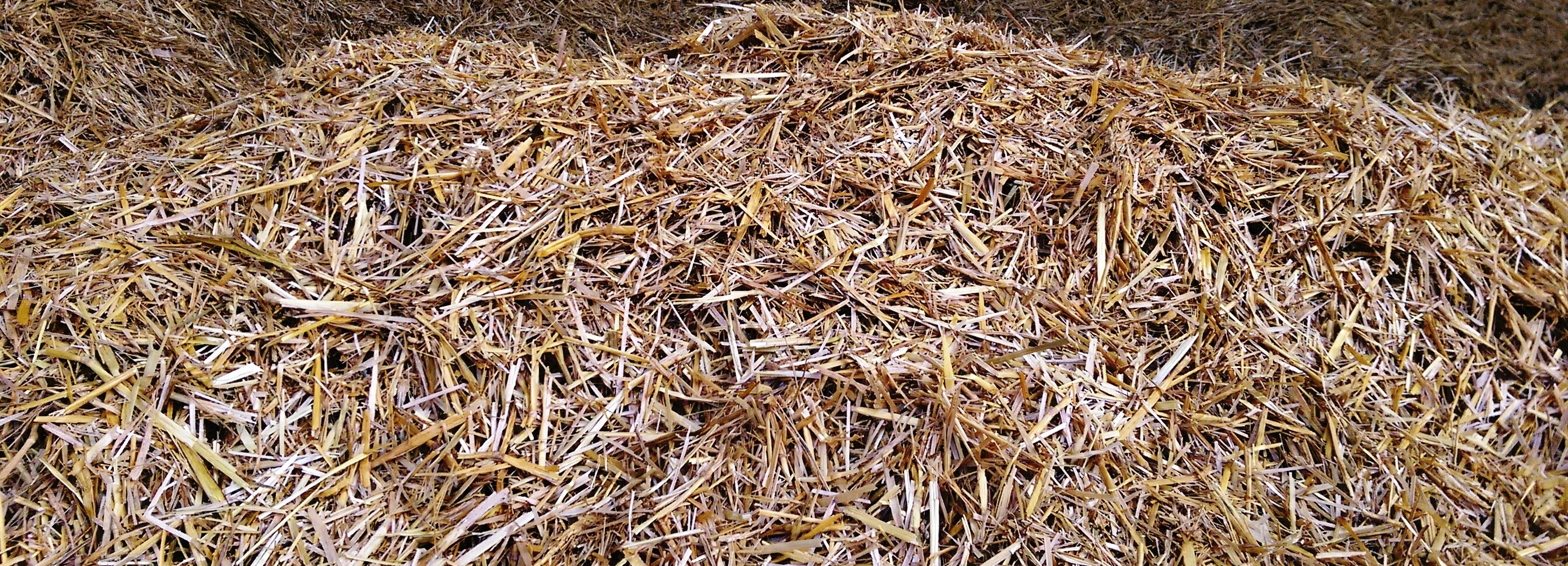 hay-1263308